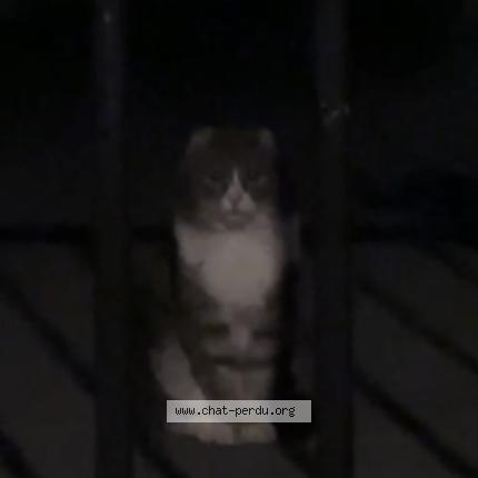 Photo 1/1 Chat trouvé Trouvé à Grimbergen