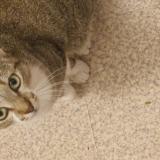 Photo de chat perdu à Rillieux La Pape