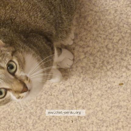 Photo 1/1 Savannah Chat perdu à Rillieux la pape