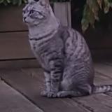 Photo de chat perdu à St Gondon