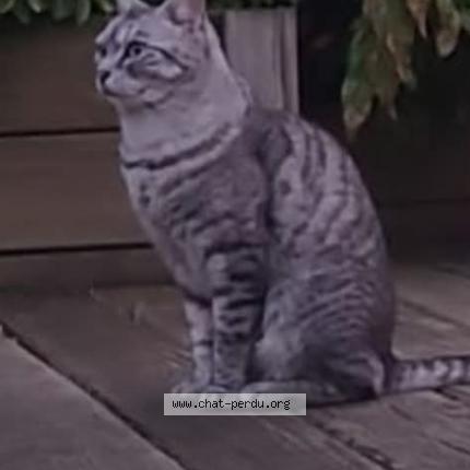 Photo 1/1 Loukoum Chat perdu à St gondon