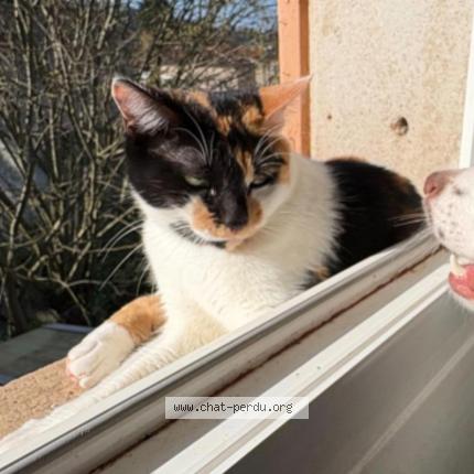 Photo 1/1 Savannah Chat perdu à Cahors