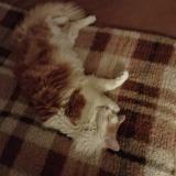 Photo de chat perdu à Le Blanc Mesnil