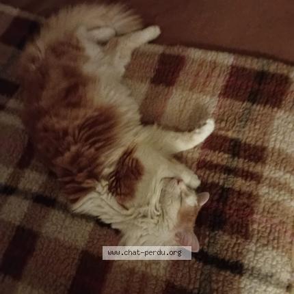 Photo 1/3 Léon Chat perdu à Le blanc mesnil