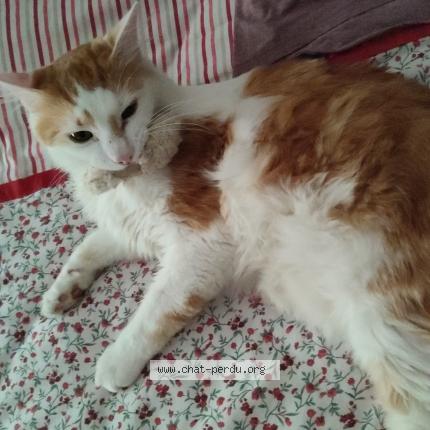 Photo 2/3 L&eacute;on Chat perdu à Le blanc mesnil