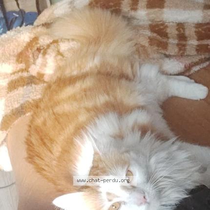 Photo 3/3 Léon Chat perdu à Le blanc mesnil