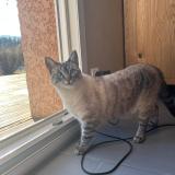 Photo de chat perdu à Saint Maurice Sur Moselle