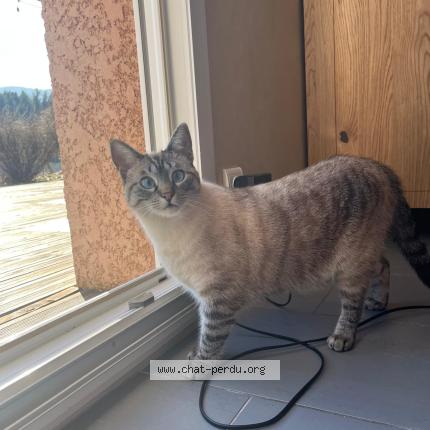 Photo 1/1 Sally Chat perdu à Saint maurice sur moselle