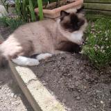 Photo de chat perdu à Chantonnay