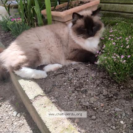 Photo 1/1 Puma Chat perdu à Chantonnay