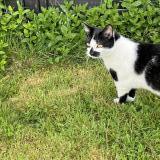 Photo de chat perdu à Bouguenais