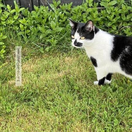 Photo 1/1 Fergus Chat perdu à Bouguenais