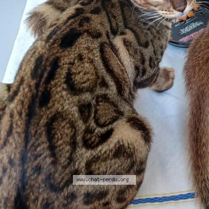 Photo 1/1 Ika Chat perdu à Bienne