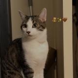 Photo de chat perdu à Rueil Malmaison