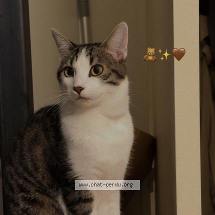 Photo 1/1 Shams Chat perdu à Rueil malmaison