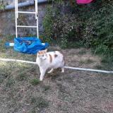 Photo de chat perdu à Lyon