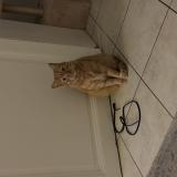 Photo de chat perdu à Biarritz