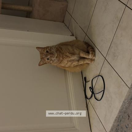 Photo 1/1 Léo Chat perdu à Biarritz