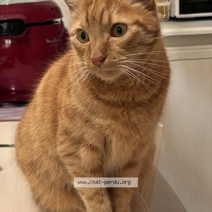 Photo 1/1 Léo Chat perdu à Biarritz