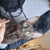 Photo de chat perdu à Grenoble