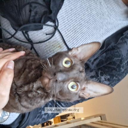 Photo 1/1 Voyou Chat perdu à Grenoble