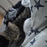 Photo de chat perdu à Metz