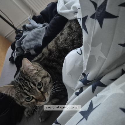 Photo 1/1 Naia Chat perdu à Metz