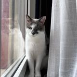 Photo de chat perdu à Mons En Baroeul