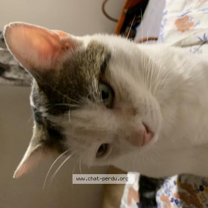 Photo 1/1 Cartouche Chat perdu à Frejus