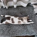 Photo de chat perdu à Watten