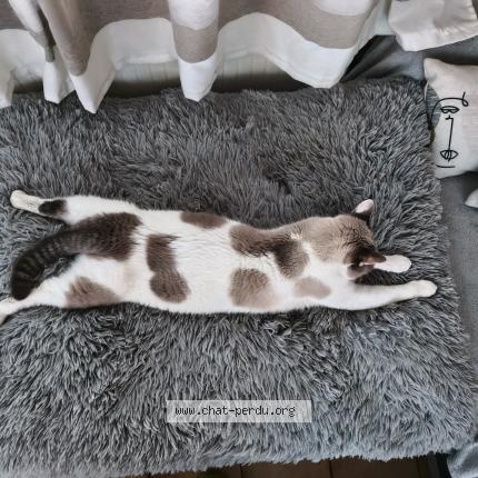 Photo 1/1 Keops Chat perdu à Watten