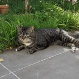 Photo de chat trouvé à Biarritz