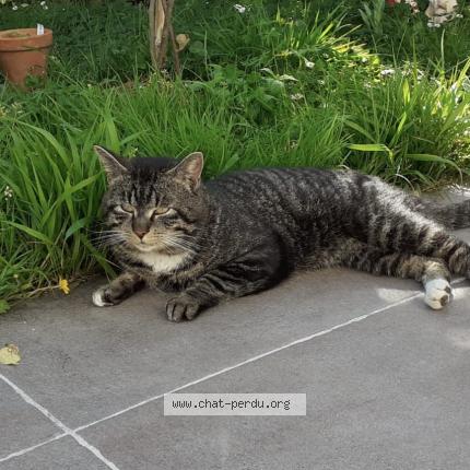 Photo 1/1 Chat trouvé Trouvé à Biarritz