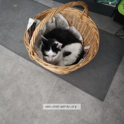 Photo 1/1 Zebulon Chat perdu à Chambray les tours