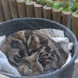 Photo de chat trouvé à Bobigny