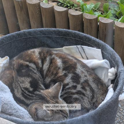 Photo 1/1 Chat trouvé Trouvé à Bobigny