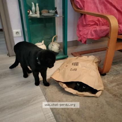 Photo 1/1 Comete Chat perdu à Chuzelles