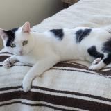 Photo de chat perdu à Tours