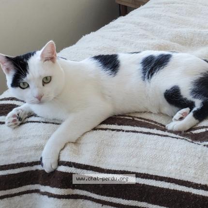 Photo 1/1 Kiri Chat perdu à Tours