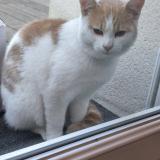 Photo de chat trouvé à Amiens