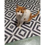 Photo de chat perdu à Nantes