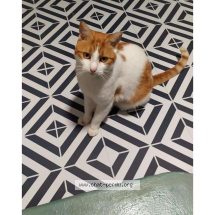 Photo 1/1 ricci Chat perdu à Nantes