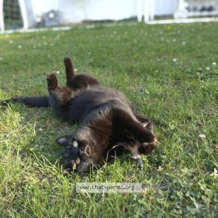 Photo 1/2 Ted Chat perdu à Draveil