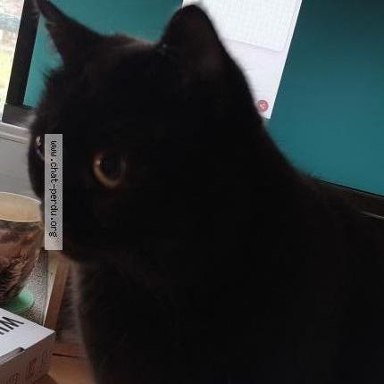 Photo 2/2 Ted Chat perdu à Draveil