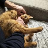 Photo de chat perdu à Selectionner Une Ville