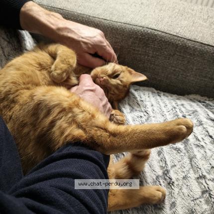 Photo 1/1 Emma Moulin Chat perdu à Selectionner une ville