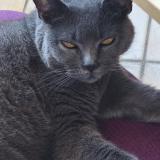 Photo de chat perdu à Mimizan