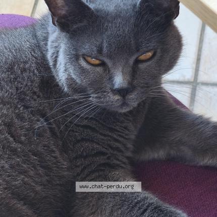 Photo 1/1 Inna Chat perdu à Mimizan