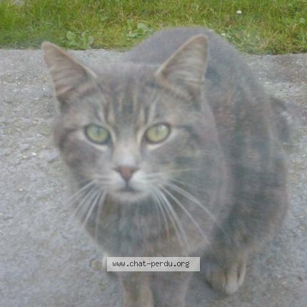 Photo 1/1 grisou Chat perdu à Sequedin