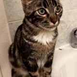 Photo de chat perdu à Toulouse